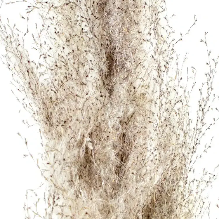 Rama Pampa Natural Preservada Beige-Marrón (60 cm) - Imagen 2