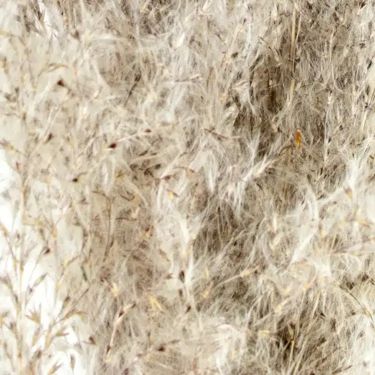 Rama Pampa Natural Preservada Beige-Marrón (60 cm) - Imagen 3